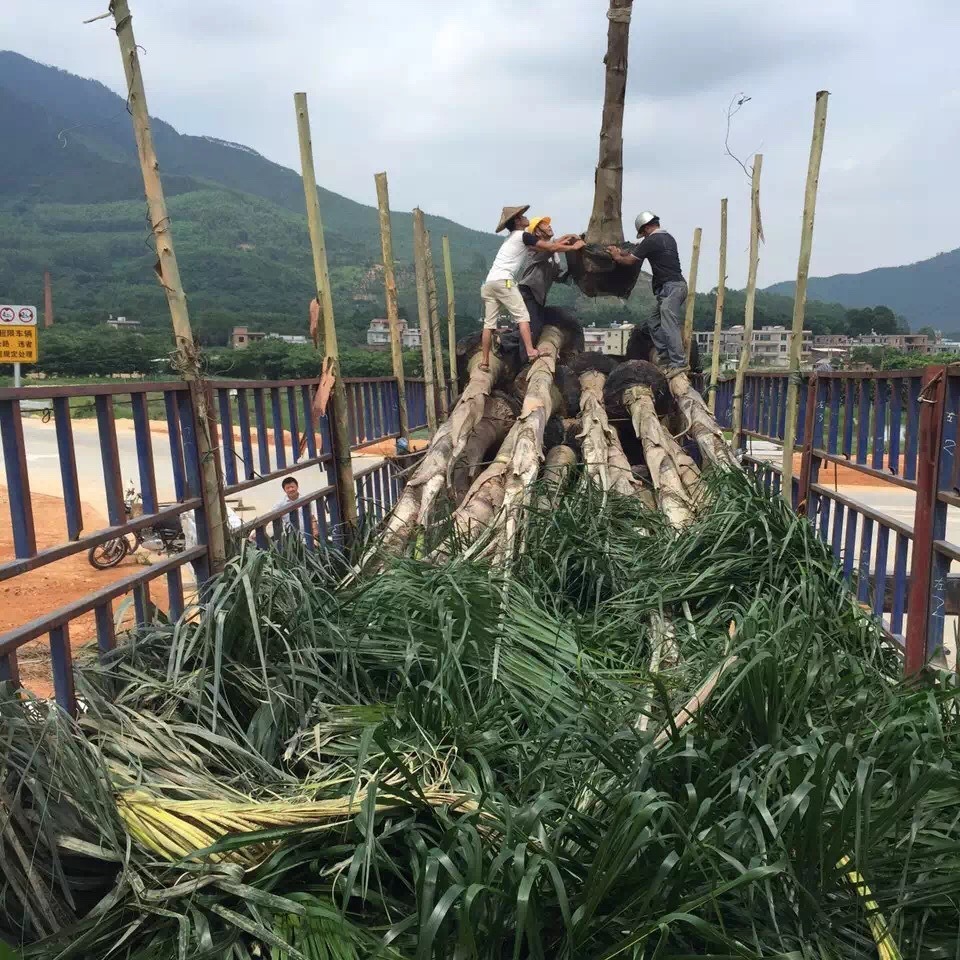 Fujian Jinshan Kwai Price Yunnan Queen Kwai Quote Queen Kwai Wholesale Queen Kwai Base Recent Market Situation