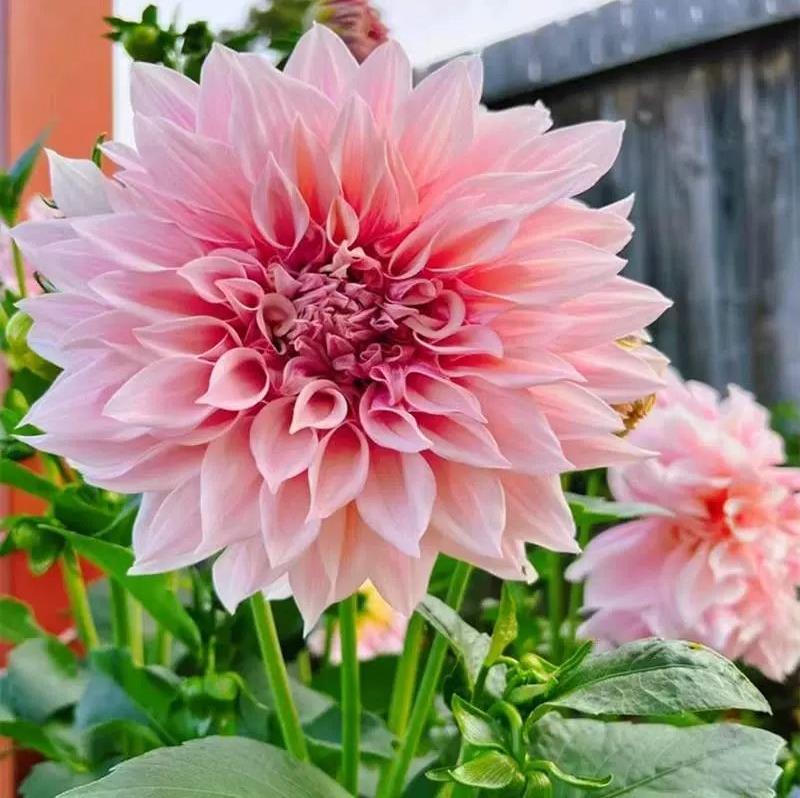 Double-Flowered Dahlia Bulbs, Perennial Ornamental Flower Plants for All Seasons, Potted Seeds, Dahlia Sweet Potato Flower Bulbs