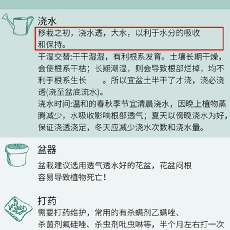 Wholesale Rose Saplings, Old Seedlings, Large Rose Seedlings, Old Stump Roses, Landscaping Rose Seedlings, Four-Season Rose Flower Seedlings