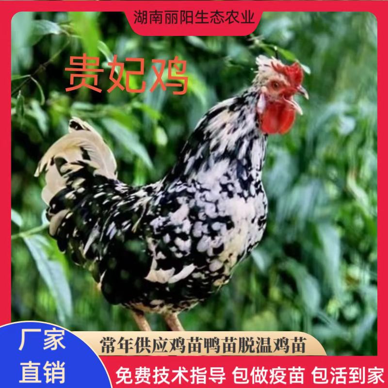 Оптовая продажа живых саженцев кур, саженцы курицы императорской наложницы и саженцы курицы Цюйшань, цветные фазаны, белые черные куры, курицы с зелеными яйцами