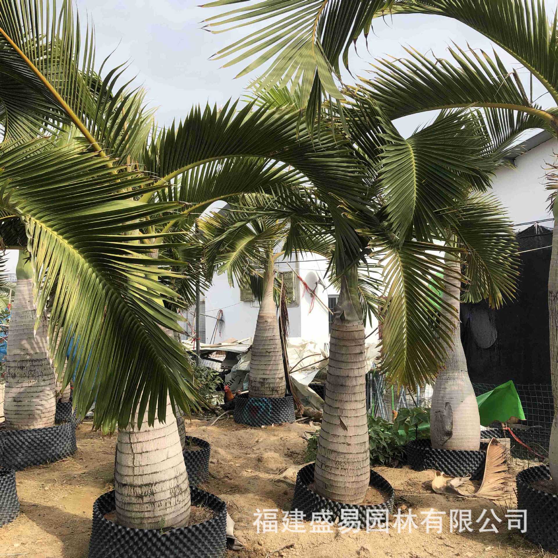 Wholesale of Wine Bottle Coconut Wine Bottle Coconut Price Hainan Wine Bottle Coconut Tree Quote Wine Bottle Coconut Base