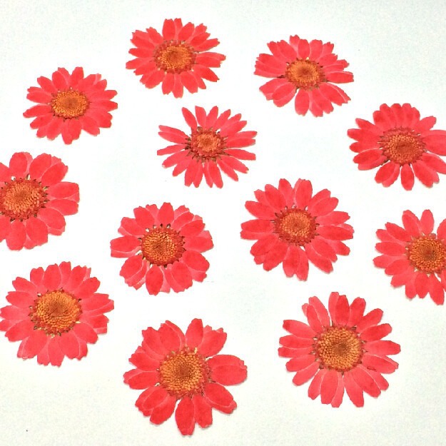 White Crystal Chrysanthemum Sunflower Daisy Large Wholesale Dried Flower Drops of Glue Dried Flower Factory Baffer Mobile Phone Shell Dried Flower