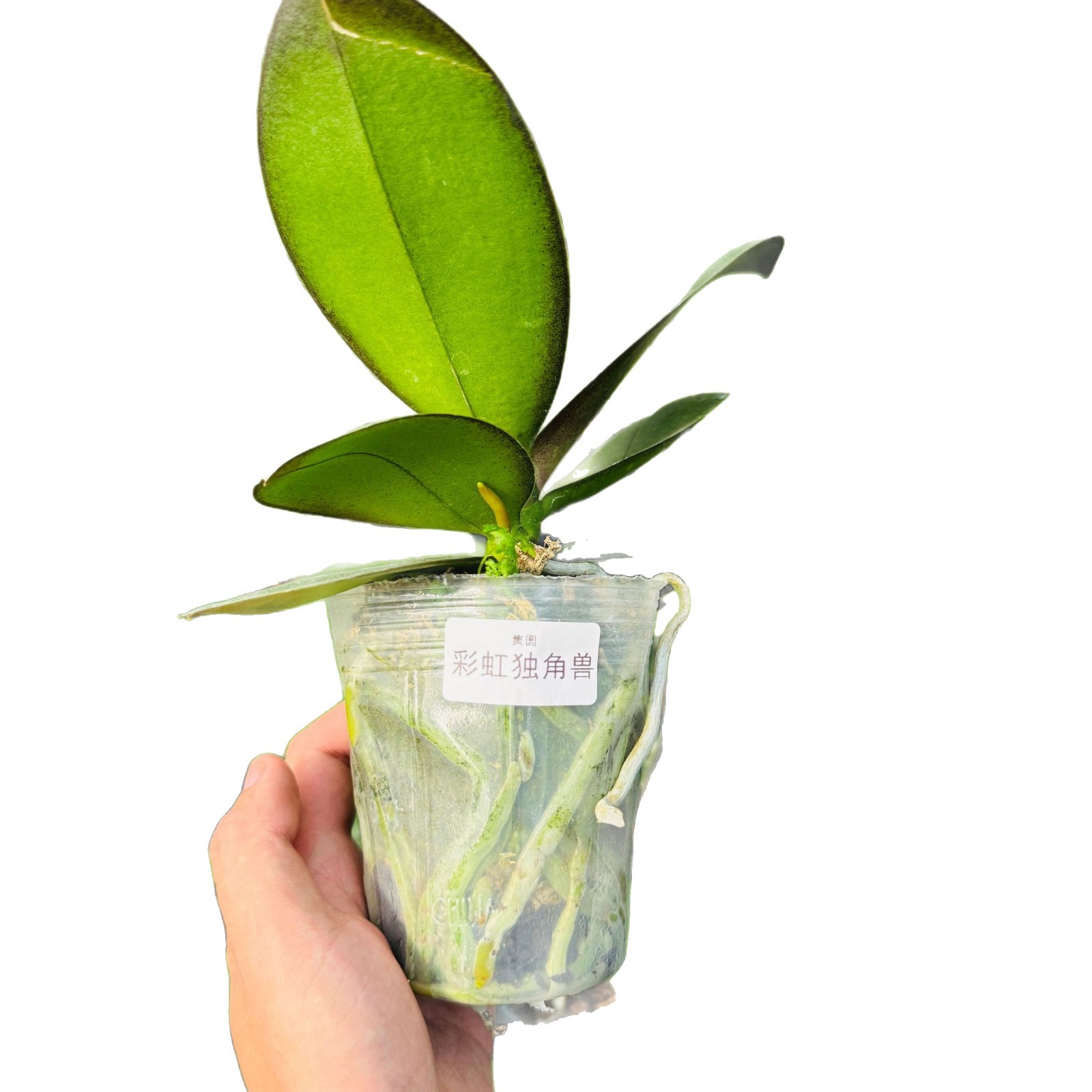 Popular Phalaenopsis Seedlings with Long Flowering Period, Interesting Native Seedlings, Large Seedlings, Living Room Indoor Plants and Florals Are Easy to Maintain
