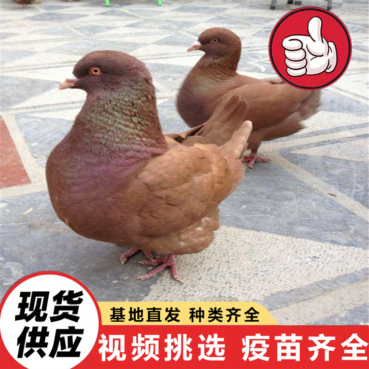 Breeding Base Sells Live White-Feathered King Pigeons, Free-Range Pigeons, Domesticated Ornamental Pigeons, Breeding Pigeons, and Treasure Pigeons
