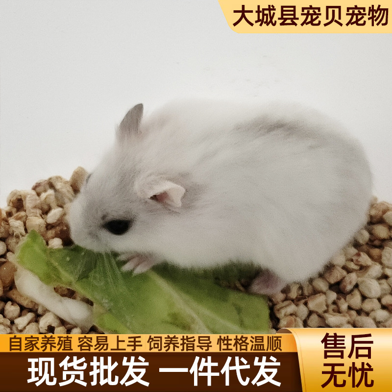 Long-Haired Tiger-Striped Bear Hamster Live Pet Suitable for Children to Raise Small Animals Hamster Live Hamster Wholesale