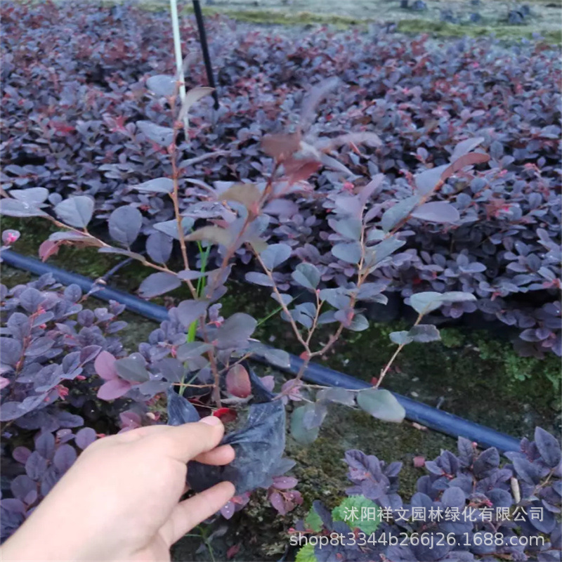 Kindergarten Wholesale Sales of Red Camellia Seedlings, Red Camellia Cup Seedlings, Red Camellia Flowers, Red Camellia Flowers, Engineering Greening Seedlings