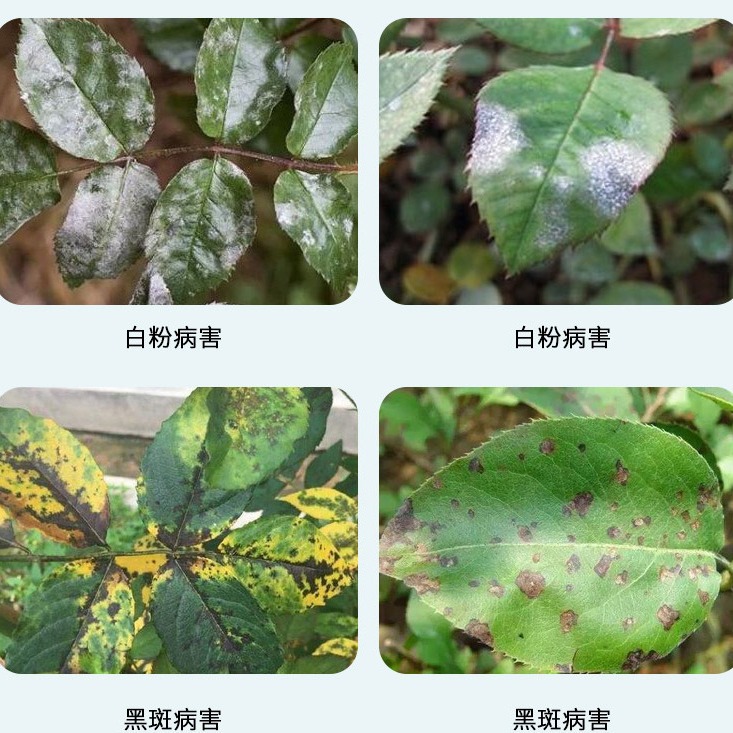 50g Guoguang Carbendazim Plant Leaf Spot Rose Black Spot Succulent Powdery Mildew Fungicide Sterilization Spirit Anthers