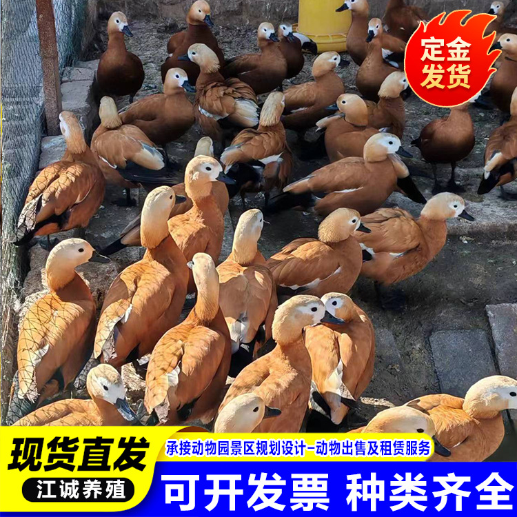 Where to Buy Waterfowl Red Ducks? How Much Do Adult Red Ducks Cost in the Ecological Garden?