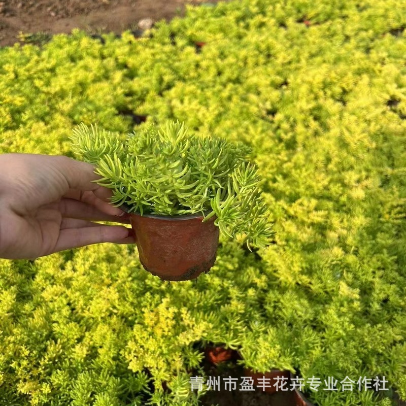 Оптовая продажа травы Будды, золотистая и зеленая листовая травы Будды, наземное покрытие с золотой полосой для ландшафтного дизайна, многолетние цветы в горшках