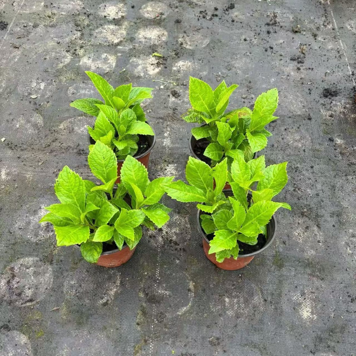 Hydrangea, Eight Immortals Flower, Endless Summer, Large-Flowered Hydrangea, Wholesale in Large Quantities, Preferential Treatment