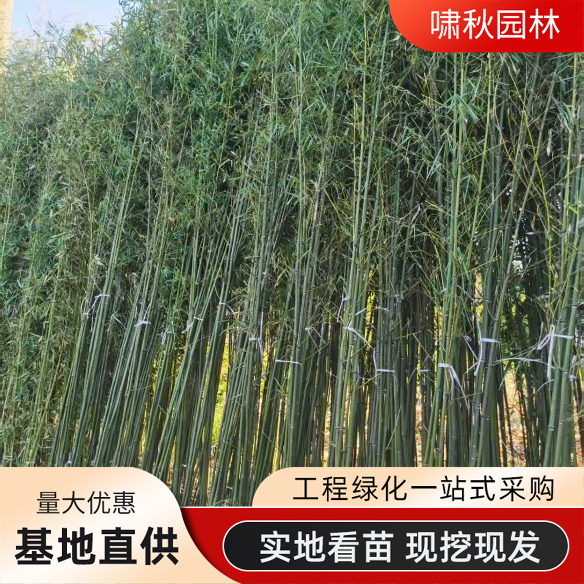 Green Bamboo Seedlings, Courtyard Cold-Resistant Bamboo Seedlings, Large Ornamental Bamboo Potted Plants, Evergreen Purple Bamboo, Golden Bamboo
