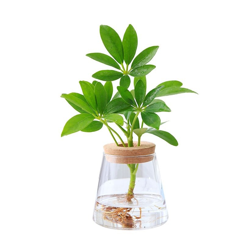 Wholesale Micro Landscape Bottle Office Desktop Plant Ecological Bottle Fish Tank Vessel High Borosilicate Hydroponic Glass Vase