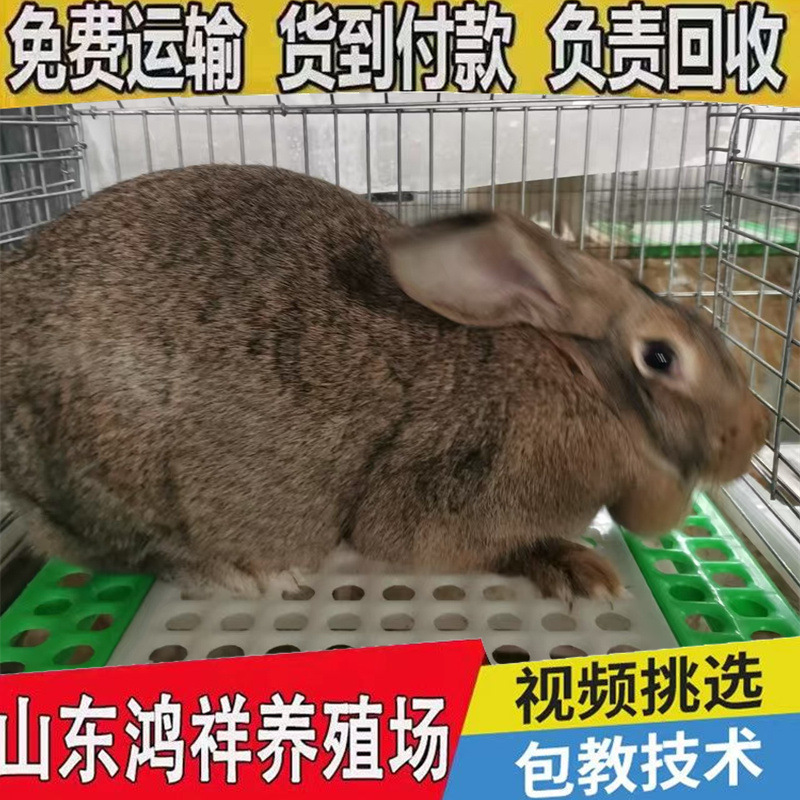 Собственное производство и продажа кроликов породы Хунсян, живые кролики по низким ценам. Бельгийские мясные кролики легко кормятся
