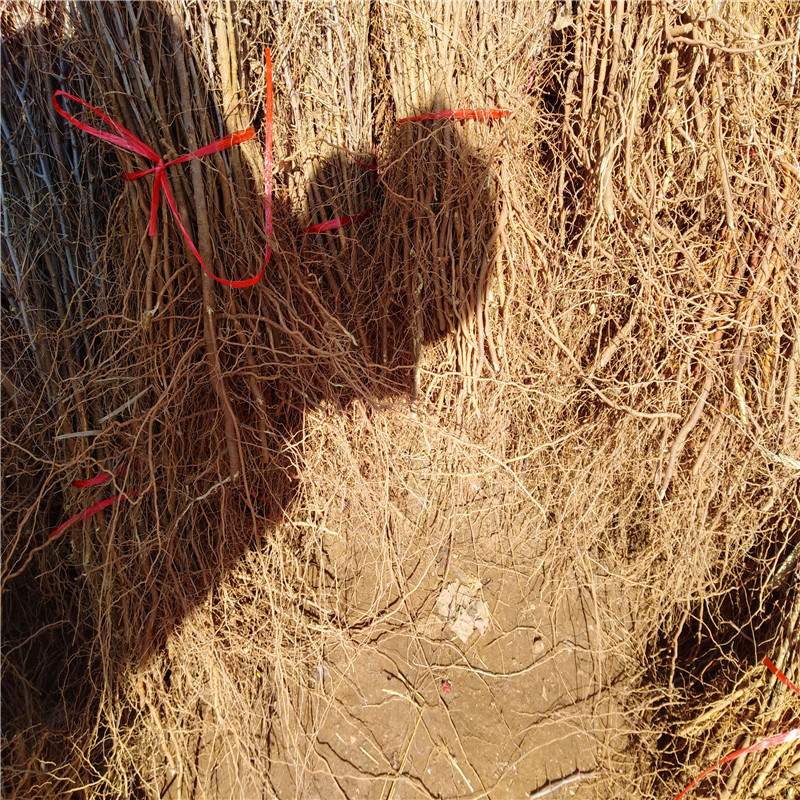 Medicinal Jujube Saplings Lu Sour Jujube Seedlings Pi Boran Large Freshly Dug Medicinal Jujube Varieties