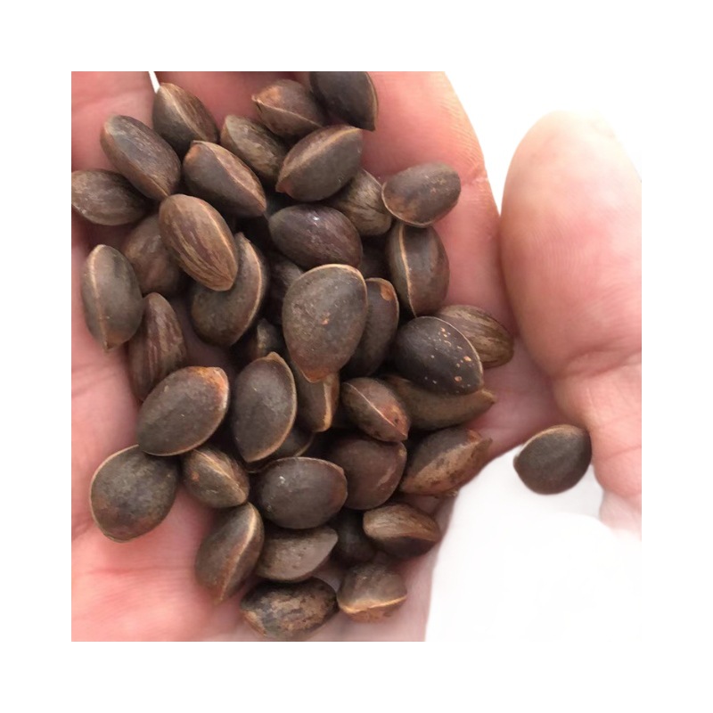 Yunnan Wild Pine Nuts Fresh Large Bulk Wet Pine Nuts Snacks for Pregnant Women Original Flavor Nuts Fresh Pine Nuts