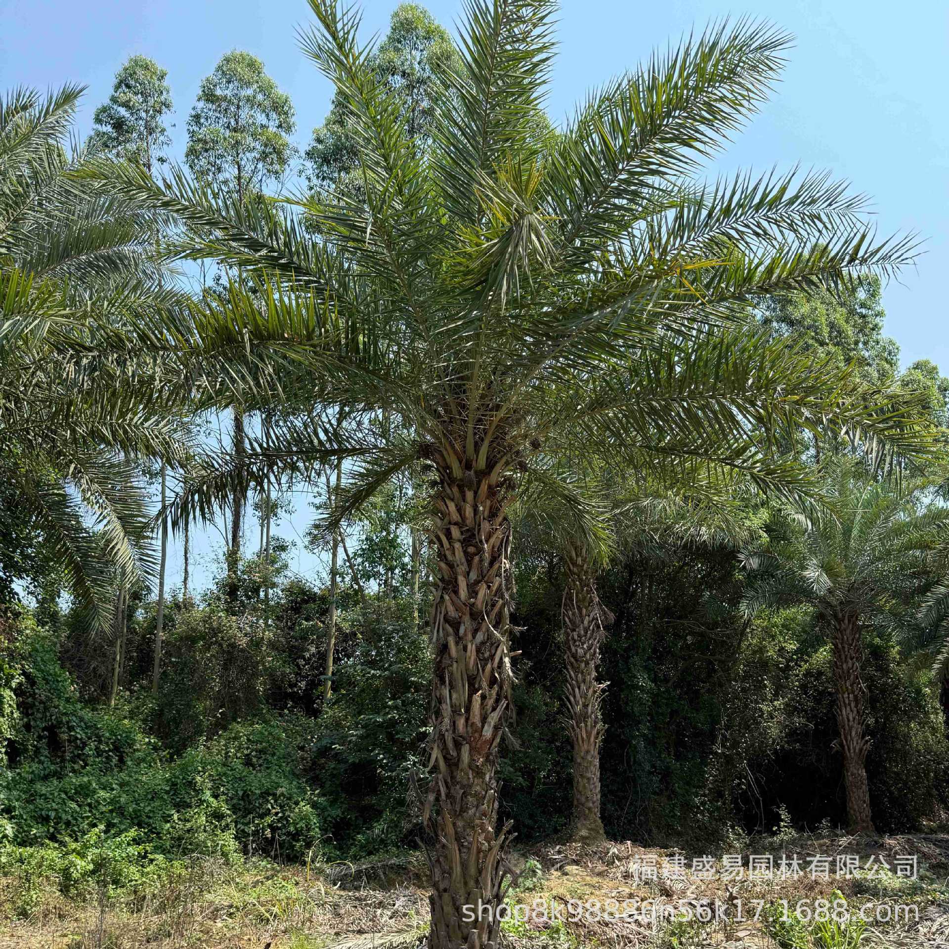Transplanting Middle Eastern Sea Palm Quotation Hubei Middle Eastern Sea Palm Tree Anhui Silver Sea Palm Wholesale Jiangxi Silver Sea Palm Price