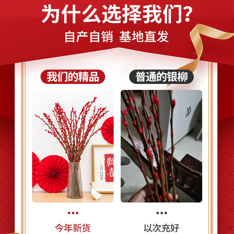 Silver Willow Real Flower Fresh Branch New Year's Eve Flower Red Dried Flower Blessing Bucket Silver Willow Hydroponic Plant Flowers Living Room Silver Willow Wholesale