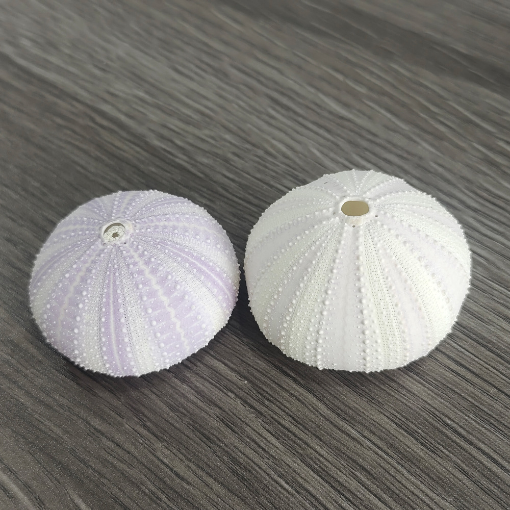 Natural Purple Sea Urchin Core Shell Conch Creative DIY Mediterranean Nordic Decoration Air Pineapple Fleshy Flower Pot