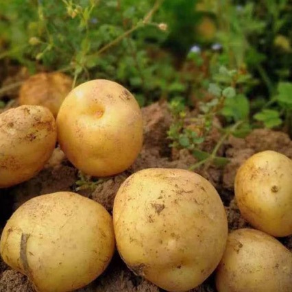 Freshly Dug and Shipped from Dingxi, Gansu, High-Mountain Potatoes with Yellow Flesh and Sandy Texture, Organic Potatoes Grown by Local Farmers