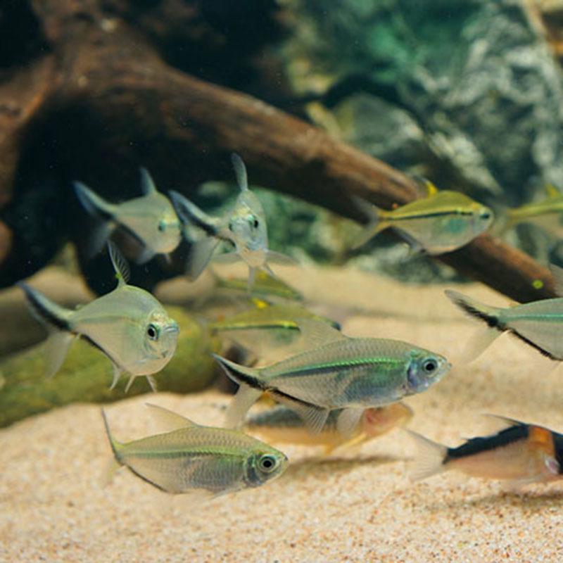 Black Tail Big Hook Fish Living Flag Small Lantern Fish Grass Tank Group Tour Tropical Ornamental Fish Fishing Farm Direct Sales Package