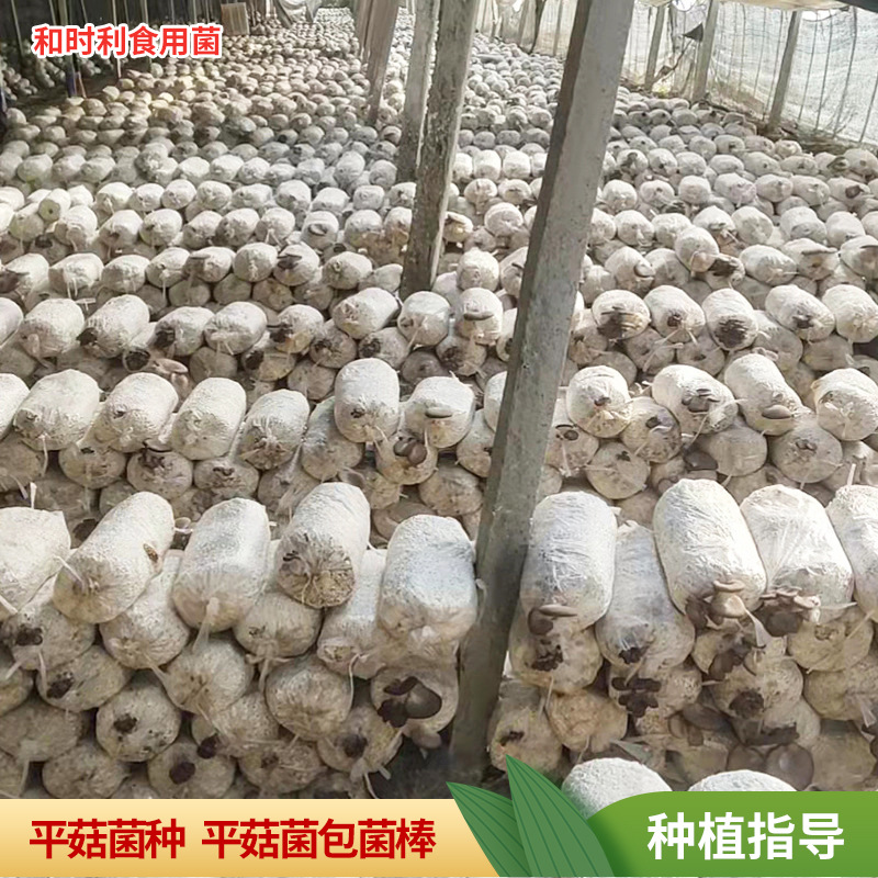 Пакет грибов 6кг, грибные палочки, посадка грибов на четыре сезона