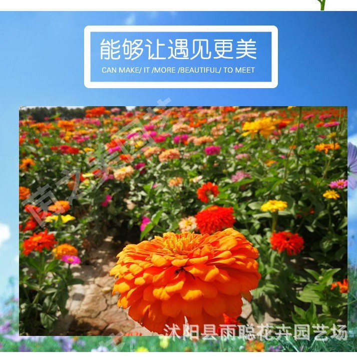 100-Day Grass Flower Seeds Are Easy to Sow in All Seasons, Step by Step Flower Seeds, Landscape Flower Sea, 100-Day Chrysanthemum Seeds