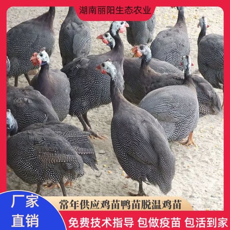 Живые цыплята перловой курицы на продажу прямо с фермы, также доступны курицы свободного выпаса с зелеными лапами, легко разводить и выводить