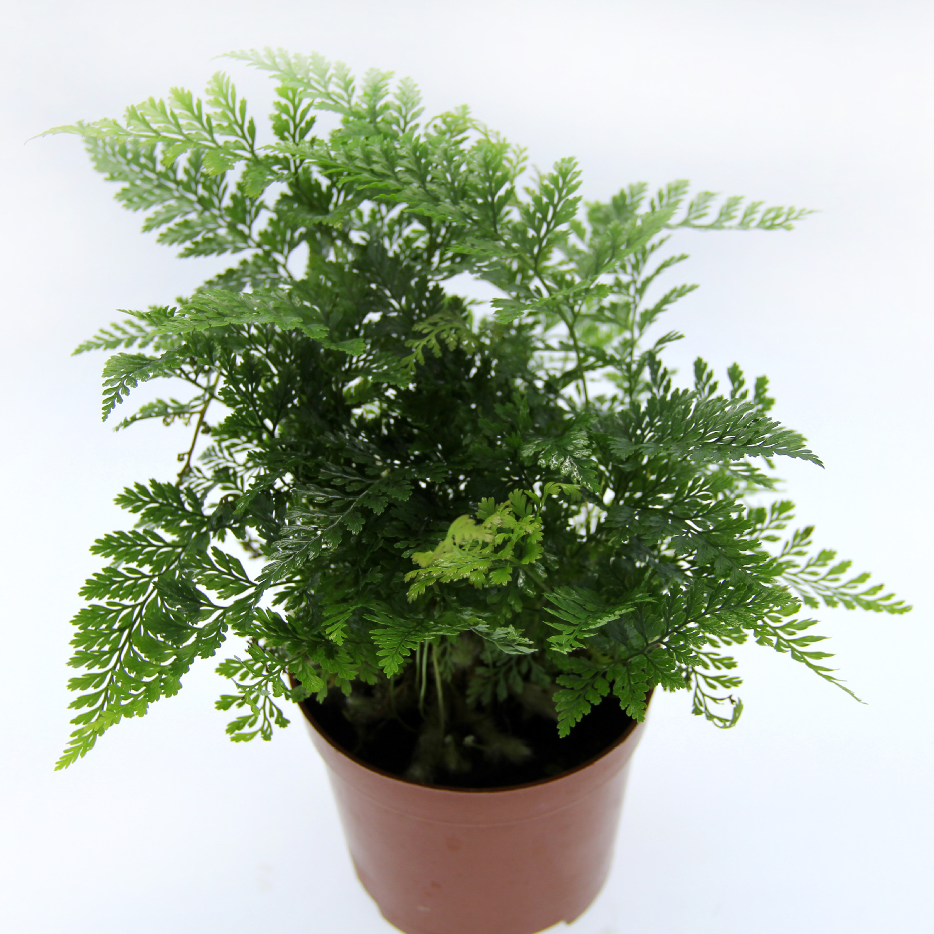 Moss Micro-Landscape Production Ferns Micro-Landscape Plants Wolf Tail Fern Plant Wholesale Landscaping Potted Plants