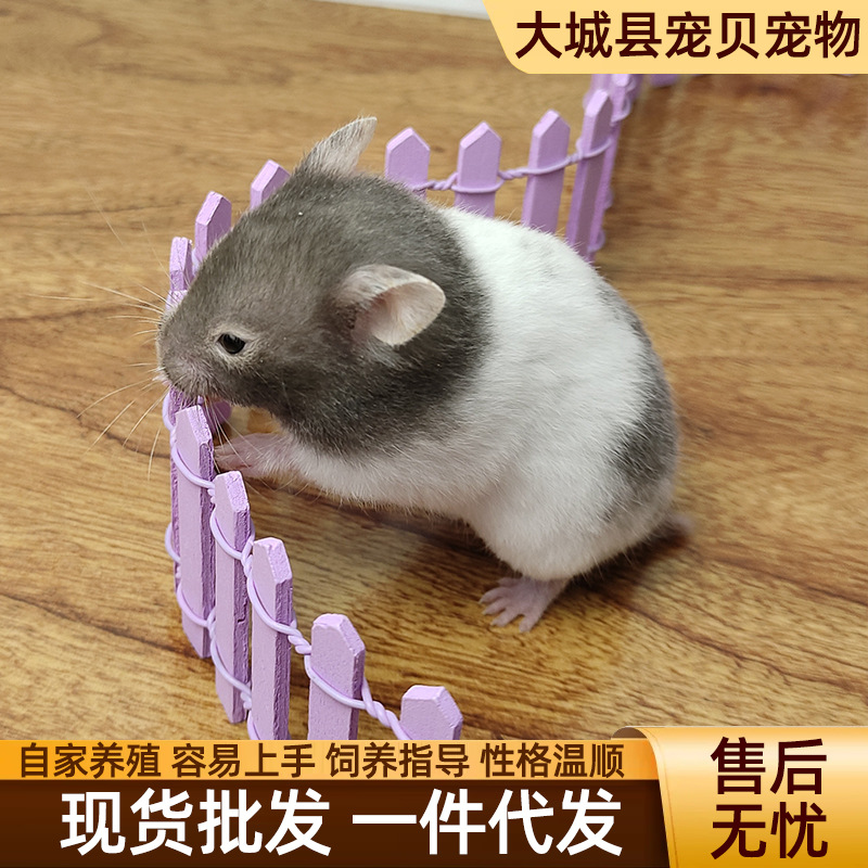 Long-Haired Tiger-Striped Bear Hamster Live Pet Suitable for Children to Raise Small Animals Hamster Live Hamster Wholesale