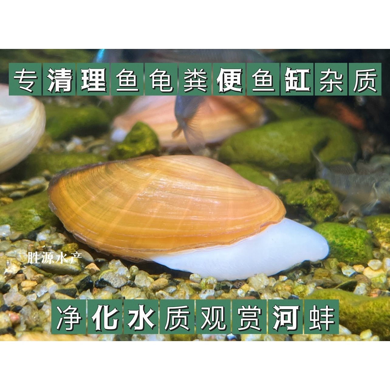 Ornamental Algae-Removing Small River Clams for Breeding Freshwater Live River Clams Cold Water Fish Pet Fish Tank Water Purification China Others