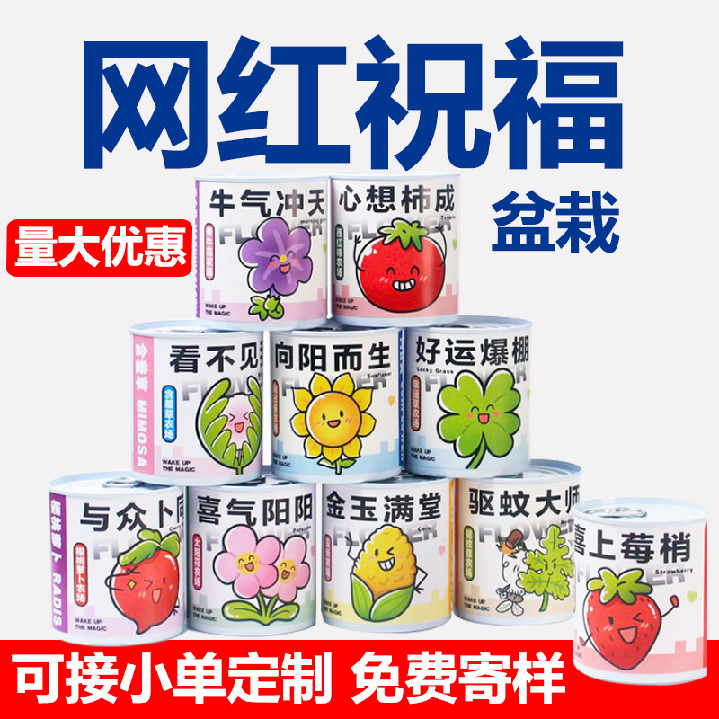 Растение-благословение, маленькое горшечное настольное цветущее зеленое растение, семена можно сажать, слепая коробка, можно настроить как подарок для детей