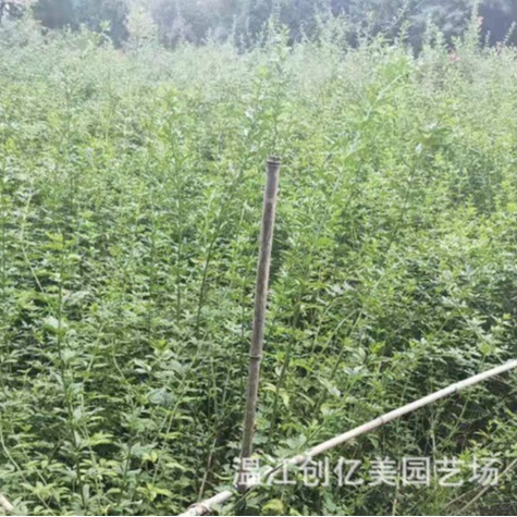 Rose Seedlings Wholesale Courtyard Landscape Multi-Flower Rose Cup Seedlings Height 20-200cm Large Quantity and Favorable Price