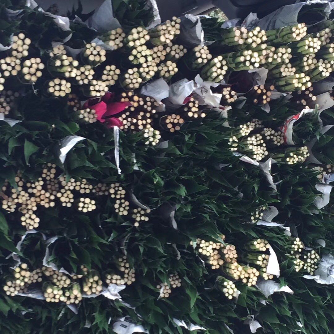 Rich Bamboo Direct from the Farm, Available in Large, Medium, and Small Sizes, Small Bamboo 70cm cm Tall