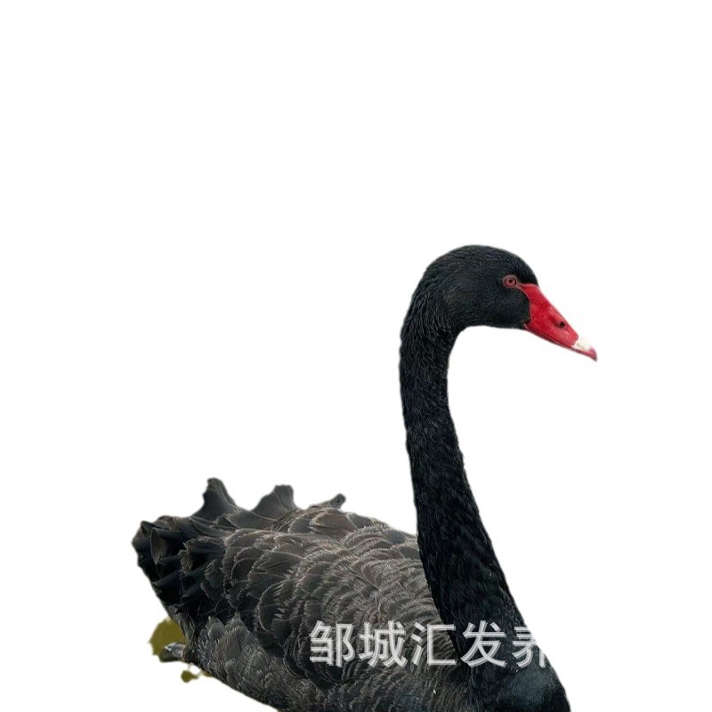 Adult Black Swans for Viewing in Scenic Spots, Live Black Swans for Mall Rental, Price for a Pair of Black Swans, Black Swan Chicks for Sale