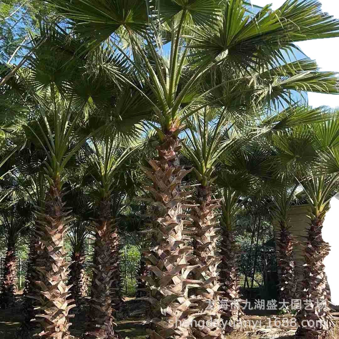 Jiangsu Washington Palm Pictures Shanghai Old Sunflower Quotes Zhejiang Old Sunflower Wholesale Hubei Huazhou Prices