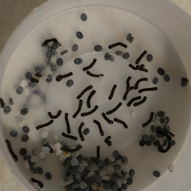 Silkworm baby student silkworm full set of special tools incubation box thermometer goose feather silkworm egg feeding box silkworm net wholesale