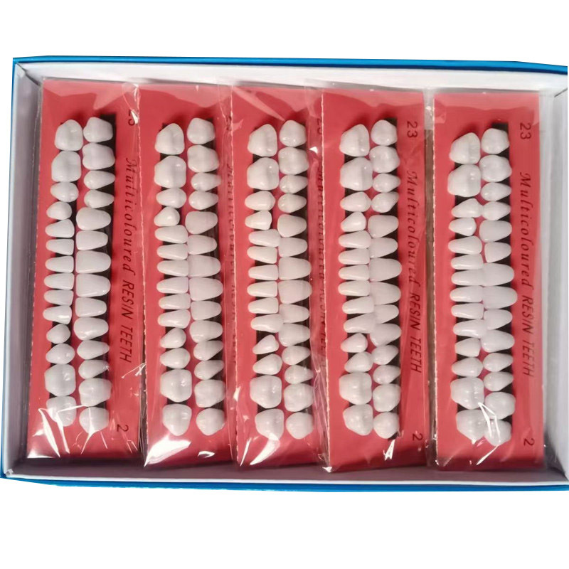 28 Student Practice Teeth Plastic Teeth Dental Oral Materials Teaching Mold with Dentures