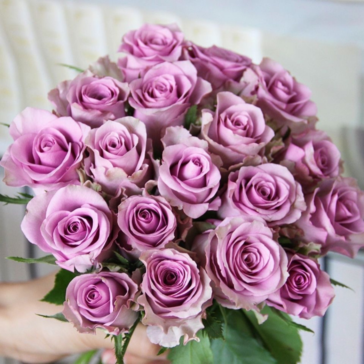 Свежие саженцы юньнаньской розы, красные саженцы Флойда Мисс Пиг и Розеллы Прайд