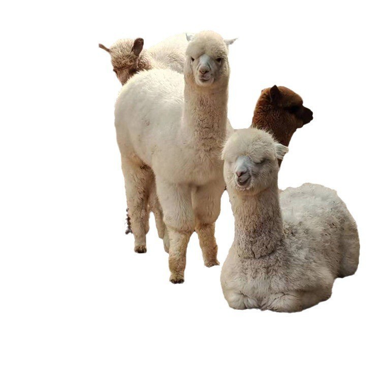 Animal Breeding Alpaca Live Animals Alpaca Cubs Australian Mythical Beast Grass Mud Horse Cubs Small Alpaca Breeding Base