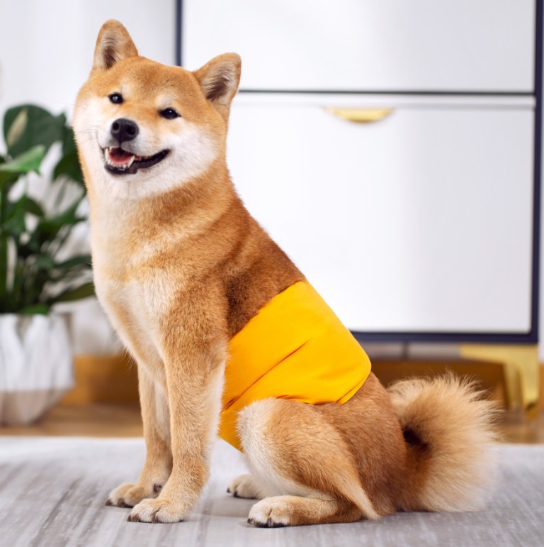 New Pet Dog Physiological Belt Female Dog Male Dog Absorbent Diaper Dog Summer Air-Conditioned Room Bellyband Diaper