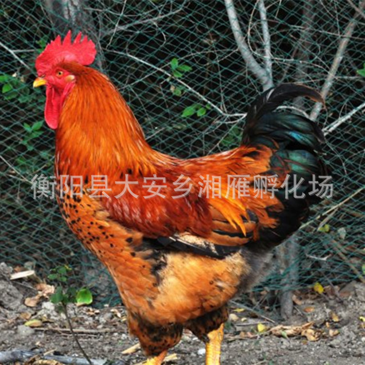 Оптовая фабрика инкубации куриц Ляньфэнхуа кастрированные курицы инкубационные красные волосы желтые ноги крупные быстрорастущие бройлерные цыплята