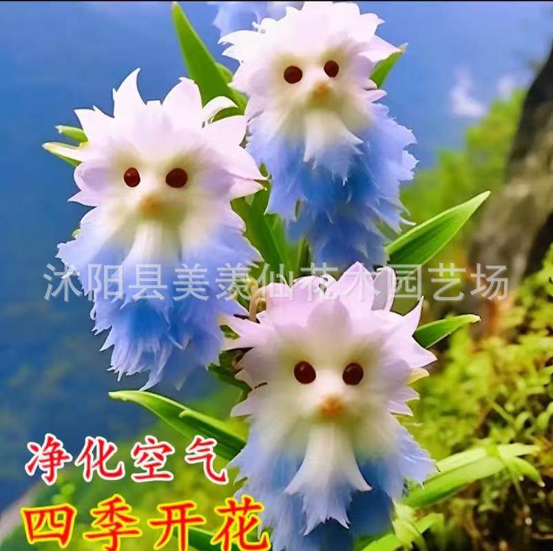 Популярная орхидея с большим лицом, наполняющая дом ароматом. Новый горшечный цветок с милым внешним видом и ароматом для удаления формальдегида