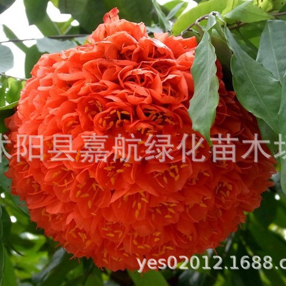 Hydrangea Seeds, Hydrangea Seeds, Sowing and Blooming in All Seasons, Easy-To-Live Potted Courtyard, Endless Summer Hydrangea Seeds