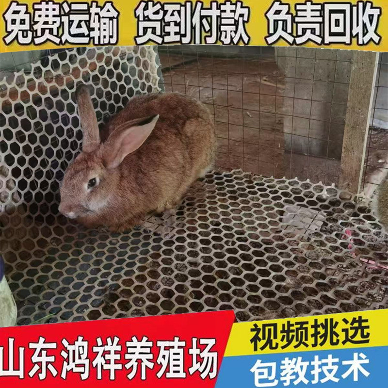 Оптовая продажа беременных бельгийских кроликов с бесплатной доставкой, бельгийские мясные кролики, самки, прямые продажи от производителей, живые кролики