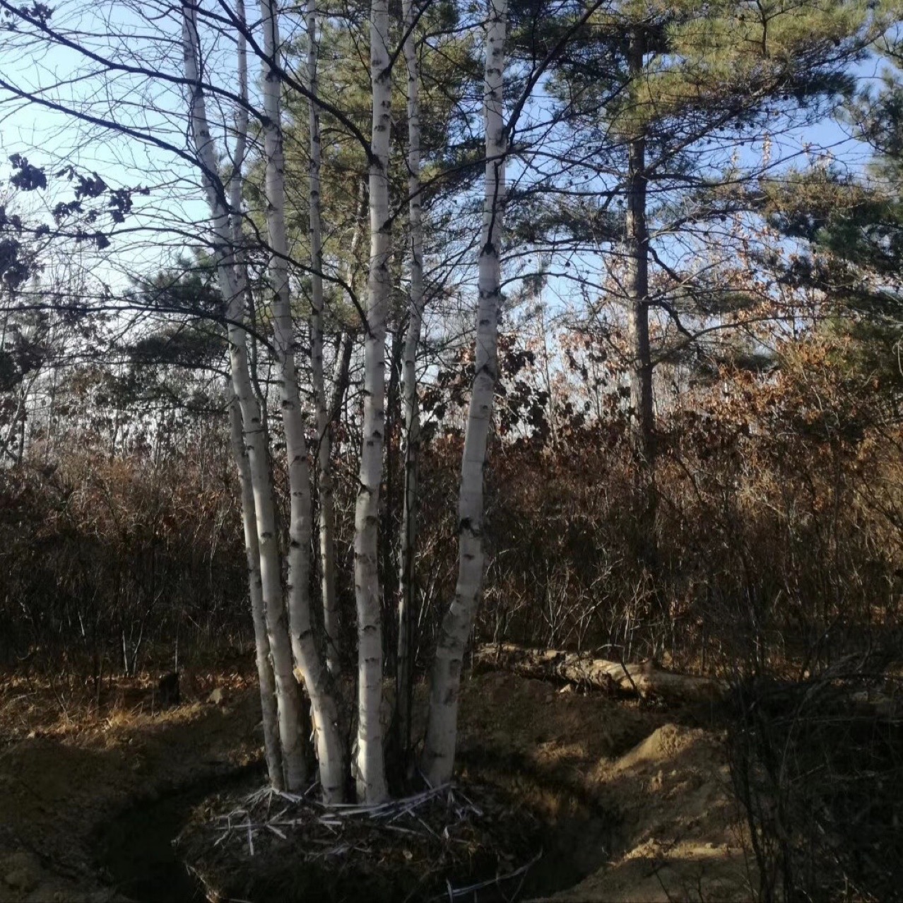 White Birch Clump White Birch White Birch Tree Single Plant Clump White Birch Seedling Park Greening Park Greening