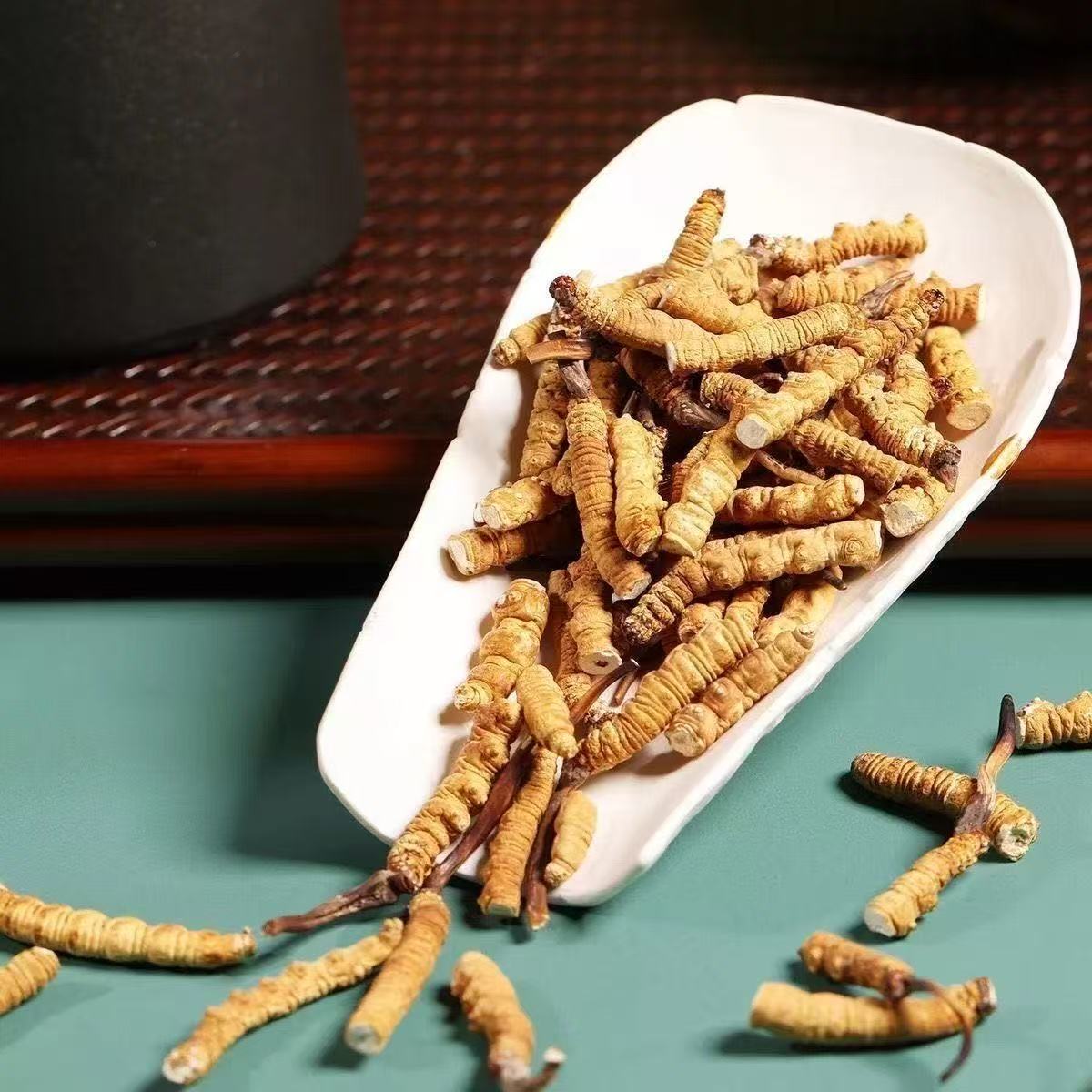 Zhen Hao's Cordyceps Cordyceps Cordyceps Cordyceps Cordyceps Cordyceps Cordyceps Cordyceps Cordyceps Cordyceps Cordyceps Cordyceps Cordyceps Cordyceps Cordyceps Cordyceps Cordyceps Cordyceps Cordyceps Cordyceps Cordyceps Cordycepacus Self-Nacus for Self-Giving Wine Gift Gift