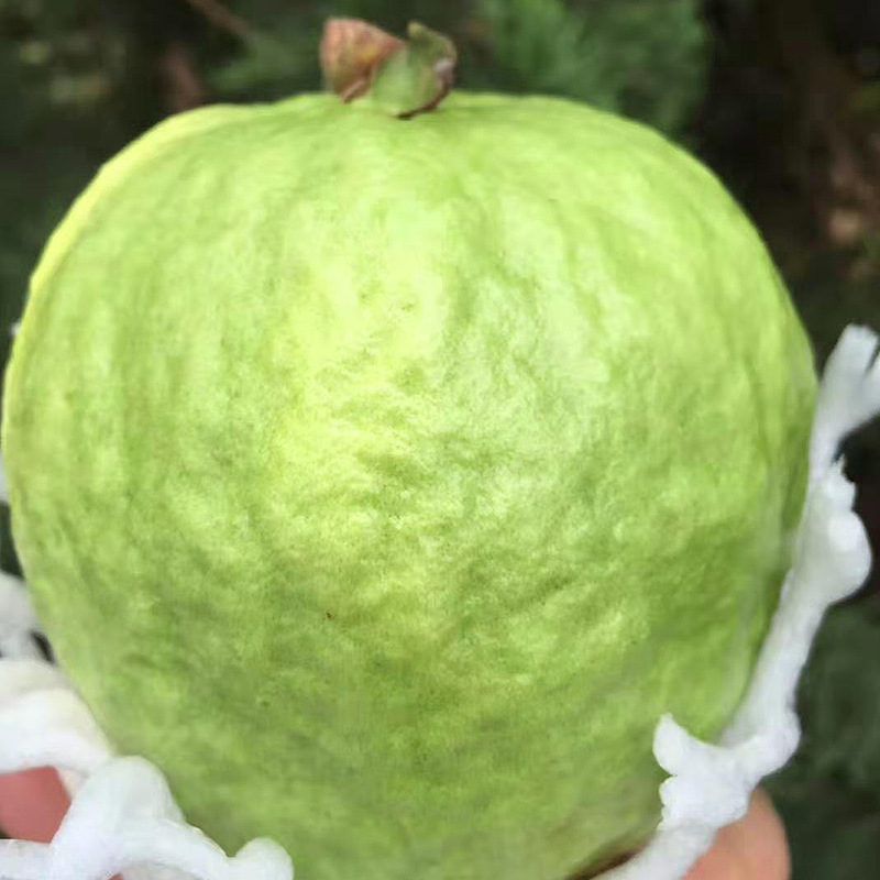 Freshly Picked White-Fleshed Guava from Fujian, Seasonal Fruit Guava, White-Fleshed Guava, One-Piece Delivery
