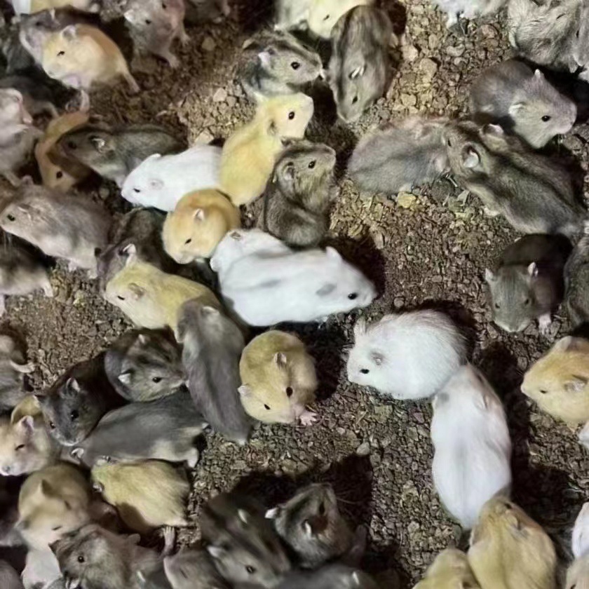 Hamster Wholesale Stall Set Ring Live Three-Line Purple Warehouse Pudding Silver Fox Parents-In-Law Milk Tea Small Hamster Wholesa