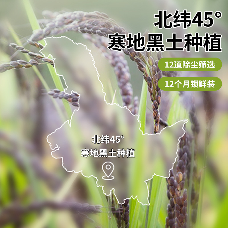 Northeast Black Rice 0.5kg Vacuum New Arrival Farm Black Rice Fragrant Rice Whole Grains Rice Balls Porridge Black Rice Wholesale