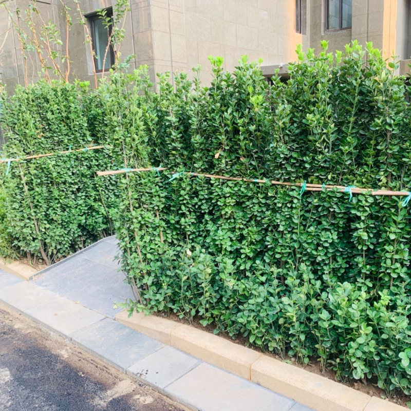 Wholesale Hokkaido Boxwood Seedlings Garden Plants Cold-Resistant Evergreen Greening Seedlings Flower Fence Seedlings Holly Saplings